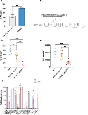 KLRC1 knockout overcomes HLA-E-mediated inhibition and improves NK cell antitumor activity against solid tumors